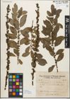 Foto von Salix myrsinifolia Salisb.
